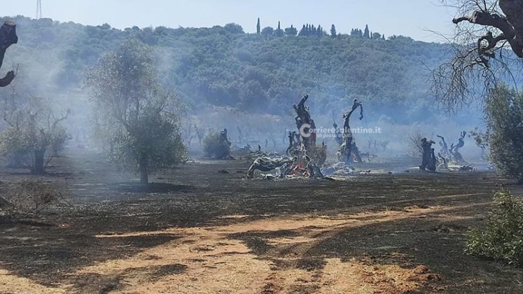 Grande uliveto a fuoco nel Basso Salento: le fiamme minacciano la pineta - Corriere Salentino