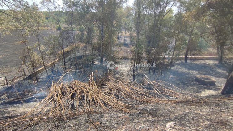 Il Salento continua a bruciare: fumo invade la statale, camion fuori strada dopo l'impatto. Incendi, arrivano i fireboss - Corriere Salentino