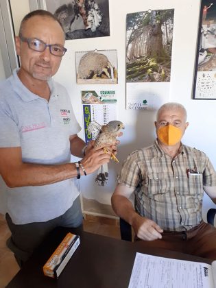 Falchetto tratto in salvo ad Arnesano - Corriere Salentino