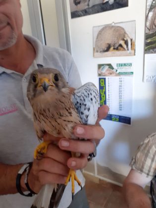 Falchetto tratto in salvo ad Arnesano - Corriere Salentino