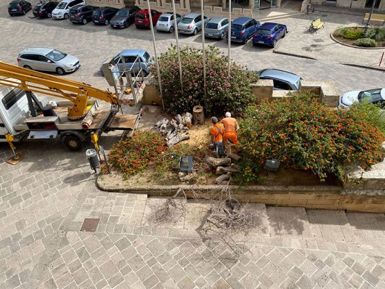 “Cambio della guardia” per i due ulivi del Castello di Nardò - Corriere Salentino