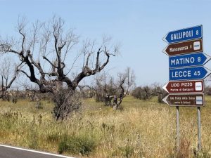 Workshop "Sistemi agroforestali salentini: quale futuro?" - Corriere Salentino