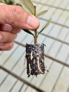 Workshop "Sistemi agroforestali salentini: quale futuro?" - Corriere Salentino