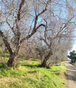Workshop "Sistemi agroforestali salentini: quale futuro?" - Corriere Salentino
