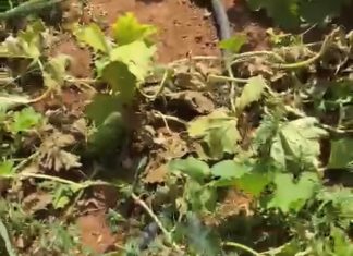 Coldiretti Puglia, con l’anticiclone Apocalisse si aggrava morsa siccità