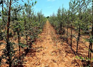 Workshop “Sistemi agroforestali salentini: quale futuro?”
