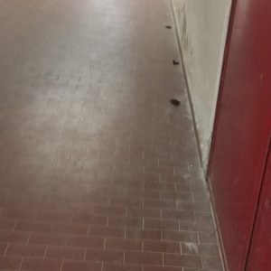 Gatti nei corridoi e puzza di urine e feci sulle scale, un dipendente: "Così non si può andare avanti" - Corriere Salentino