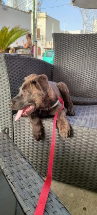 Guglia 3 mesi cerca una famiglia - Corriere Salentino