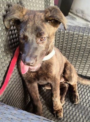 Guglia 3 mesi cerca una famiglia - Corriere Salentino