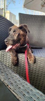 Guglia 3 mesi cerca una famiglia - Corriere Salentino