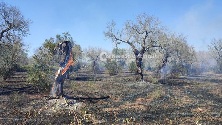 Vasto incendio nel Basso Salento: fiamme minacciano maneggio e abitazioni. Danni al campo sportivo - Corriere Salentino