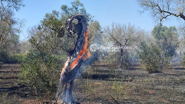 Vasto incendio nel Basso Salento: fiamme minacciano maneggio e abitazioni. Danni al campo sportivo - Corriere Salentino