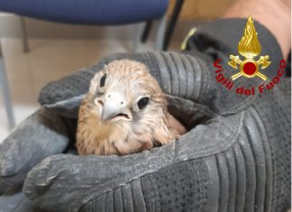 Cade da un palazzo durante uno dei primi voli, giovane falco grillaio salvato nel pieno centro di Lecce