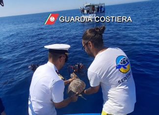 Sanzioni, salvataggi in mare e piccole tartarughe liberate in mare: il bilancio di un we di controlli