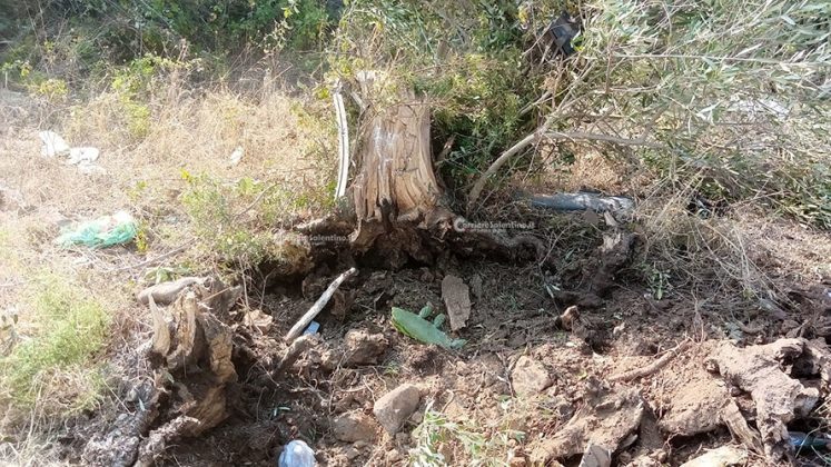 Altra giovane vita spezzata sulle strade. Schianto contro albero, l'auto si ribalta: muore un ventenne - Corriere Salentino