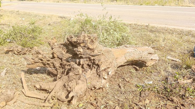 Altra giovane vita spezzata sulle strade. Schianto contro albero, l'auto si ribalta: muore un ventenne - Corriere Salentino