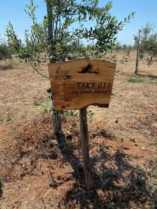 Olivami le imprese di Puglia riforestano il Salento 5000 nuovi alberi in 5 mesi - Corriere Salentino
