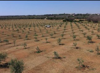 Olivami le imprese di Puglia riforestano il Salento 5000 nuovi alberi in 5 mesi