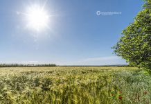 agricoltura sociale: da agrinido a pet therapy, le fattorie sociali parte della rete dei servizi territoriali Attualità - Corriere Salentino