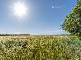 agricoltura sociale: da agrinido a pet therapy, le fattorie sociali parte della rete dei servizi territoriali Attualità - Corriere Salentino
