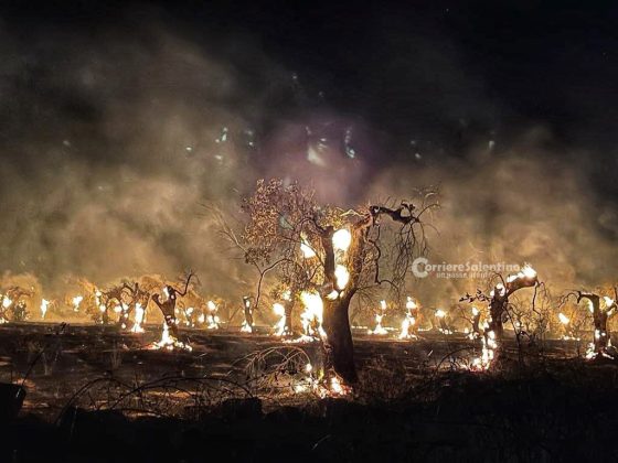 Ulivi come torce, altri scenari infernali dal Salento: bruciano ancora centinaia di alberi - Corriere Salentino