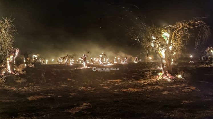 Ulivi come torce, altri scenari infernali dal Salento: bruciano ancora centinaia di alberi - Corriere Salentino