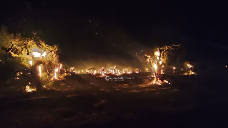 Ulivi come torce, altri scenari infernali dal Salento: bruciano ancora centinaia di alberi - Corriere Salentino