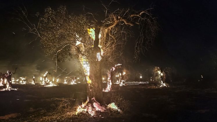Ulivi come torce, altri scenari infernali dal Salento: bruciano ancora centinaia di alberi - Corriere Salentino