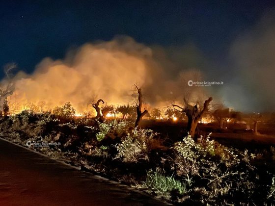 Ulivi come torce, altri scenari infernali dal Salento: bruciano ancora centinaia di alberi - Corriere Salentino