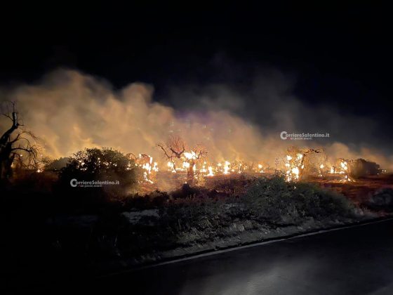 Ulivi come torce, altri scenari infernali dal Salento: bruciano ancora centinaia di alberi - Corriere Salentino