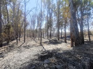 Appicca l'incendio nel bosco, ma le telecamere lo incastrano: arrestato operatore della protezione civile - Corriere Salentino