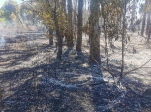 Appicca l'incendio nel bosco, ma le telecamere lo incastrano: arrestato operatore della protezione civile - Corriere Salentino