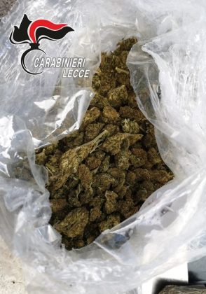 Blitz nel campo Panareo: spunta droga ed una piantagione di canapa indiana. Scatta sequestro - Corriere Salentino