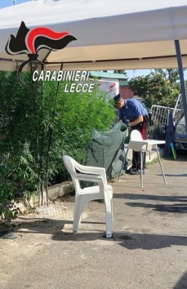 Blitz nel campo Panareo: spunta droga ed una piantagione di canapa indiana. Scatta sequestro - Corriere Salentino