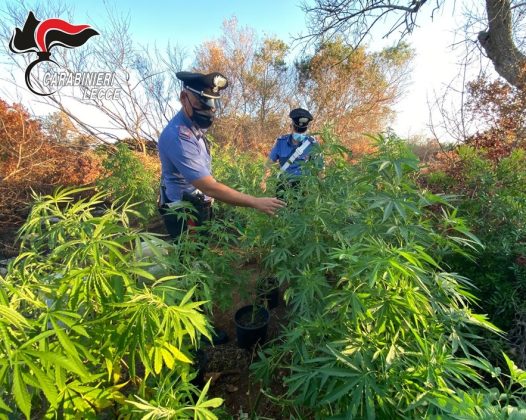 Blitz nel campo Panareo: spunta droga ed una piantagione di canapa indiana. Scatta sequestro - Corriere Salentino