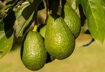con il clima che cambia crescono i tropicali made in puglia da avocado a microgreen esotici Ambiente - Corriere Salentino