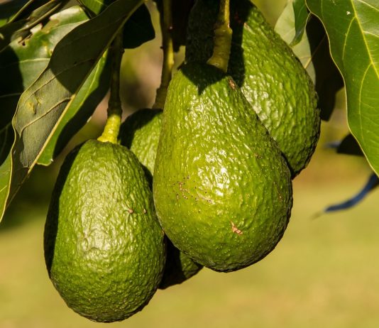 Con il clima che cambia crescono i tropicali Made in Puglia da avocado a microgreen esotici