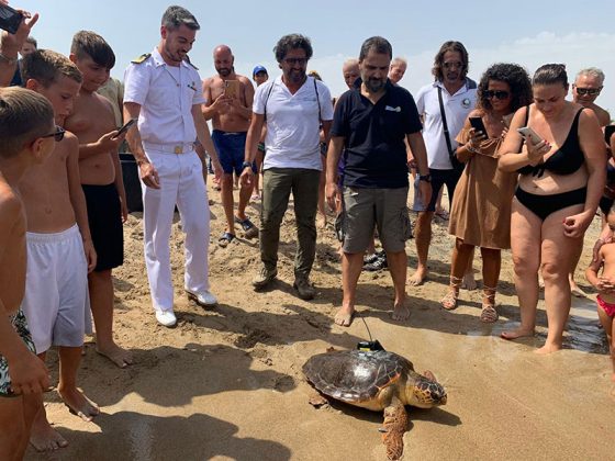 Progetto Mysea, liberazione Caretta caretta con trasmettitore satellitare a Frigole - Corriere Salentino