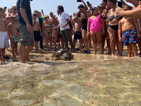 Progetto Mysea, liberazione Caretta caretta con trasmettitore satellitare a Frigole - Corriere Salentino
