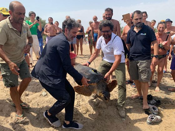 Progetto Mysea, liberazione Caretta caretta con trasmettitore satellitare a Frigole - Corriere Salentino