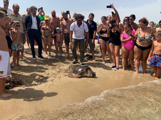Progetto Mysea, liberazione Caretta caretta con trasmettitore satellitare a Frigole - Corriere Salentino
