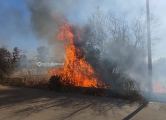 Emergenza incendi: vasto rogo in pineta, arriva il fireboss. Fuoco minaccia aziende nella zona industriale