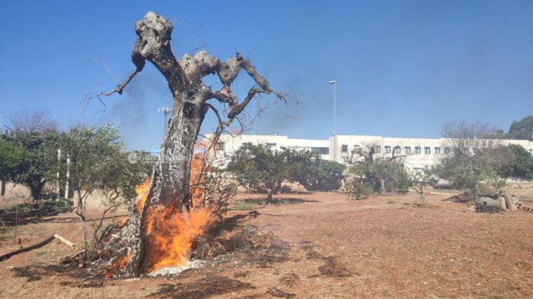 Emergenza incendi: vasto rogo in pineta, arriva il fireboss. Fuoco minaccia aziende nella zona industriale - Corriere Salentino
