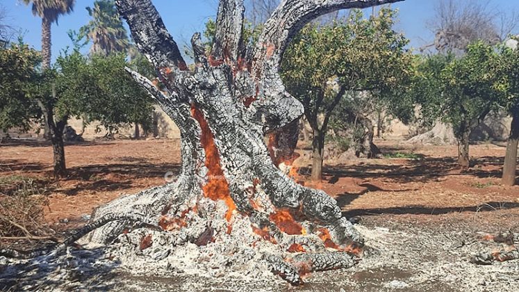 Emergenza incendi: vasto rogo in pineta, arriva il fireboss. Fuoco minaccia aziende nella zona industriale - Corriere Salentino