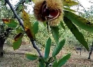 Castagne, insetto killer azzera in Puglia frutto simbolo dell’autunno