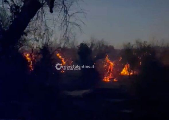 Rogo nel basso Salento, le fiamme "divorano" quattro ettari tra pineta e uliveto - Corriere Salentino