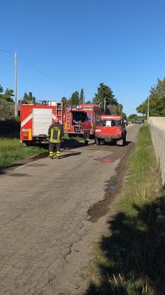 Fiamme sul litorale Adriatico, in azione anche un Canadair: in fumo 67 ettari di macchia mediterranea, boschi e canneti - Corriere Salentino