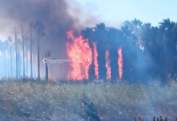 Fiamme sul litorale Adriatico, in azione anche un Canadair: in fumo 67 ettari di macchia mediterranea, boschi e canneti - Corriere Salentino
