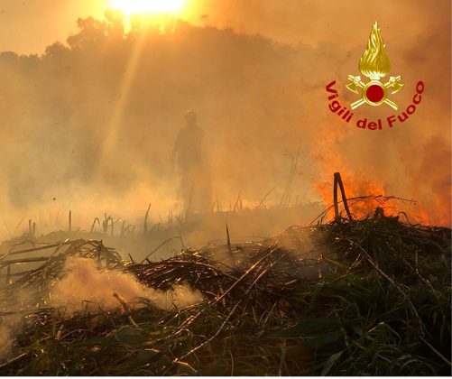 Fiamme sul litorale Adriatico, in azione anche un Canadair: in fumo 67 ettari di macchia mediterranea, boschi e canneti - Corriere Salentino