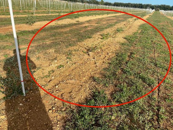 Cia Salento: "Furti nelle campagne, agricoltori disperati" - Corriere Salentino